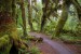 800px-forks_wa_hoh_national_forest_trail.jpg
